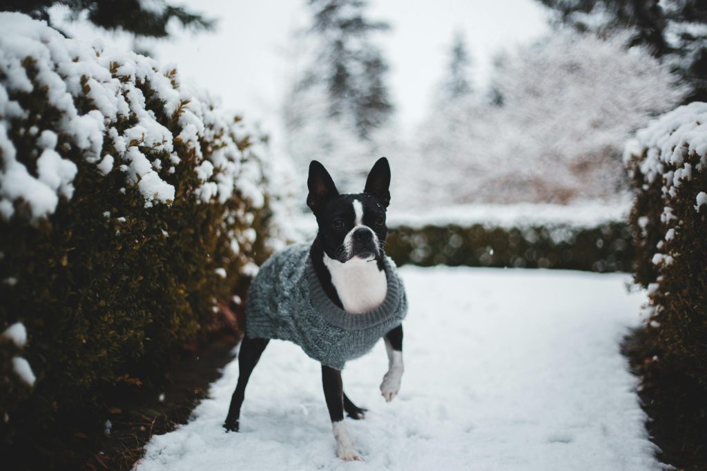 Winter Care Tips for Pets: Keeping Them Warm and Safe