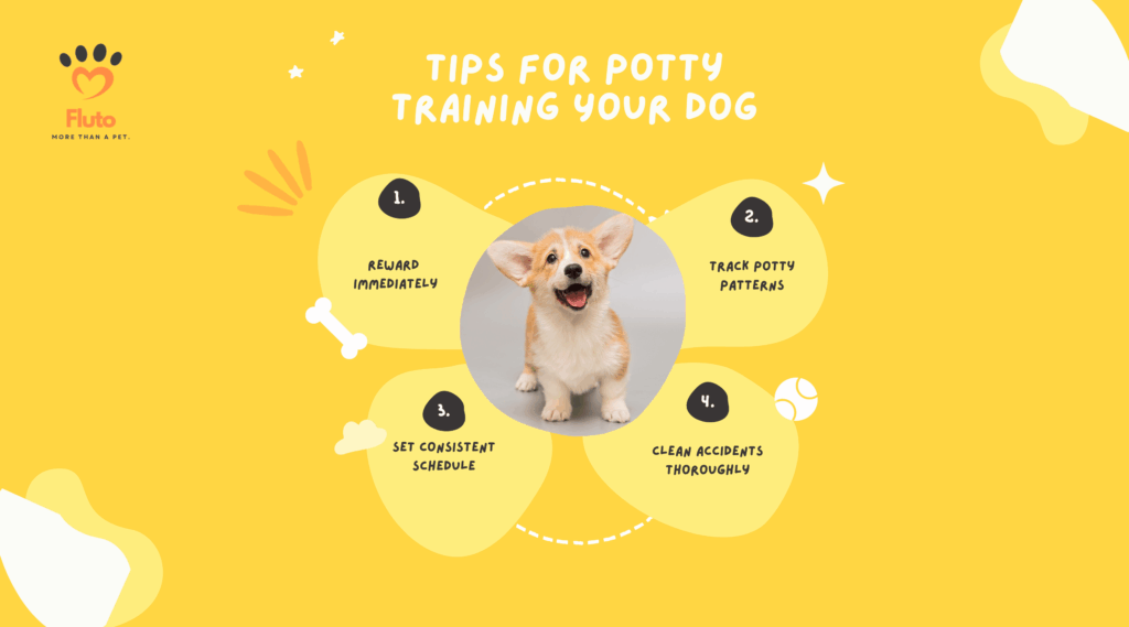 How Can I Potty Train My Dog