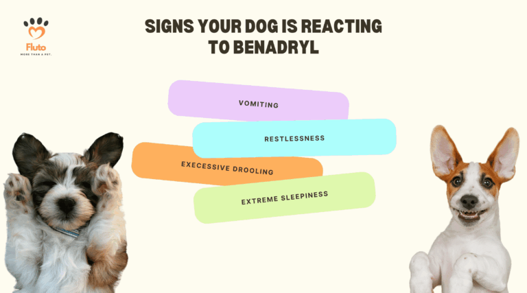 How Much Benadryl Can I Give My Dog