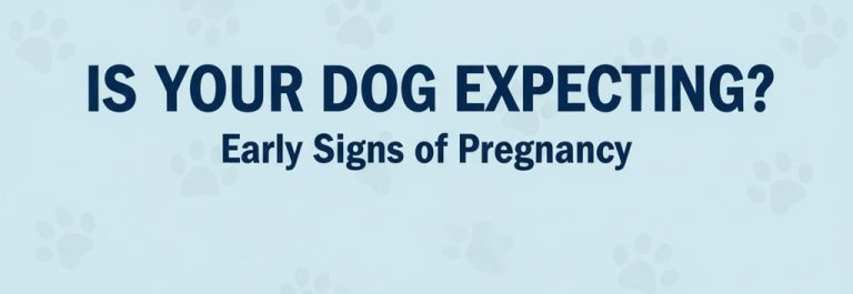 how can i tell if my dog is pregnant
