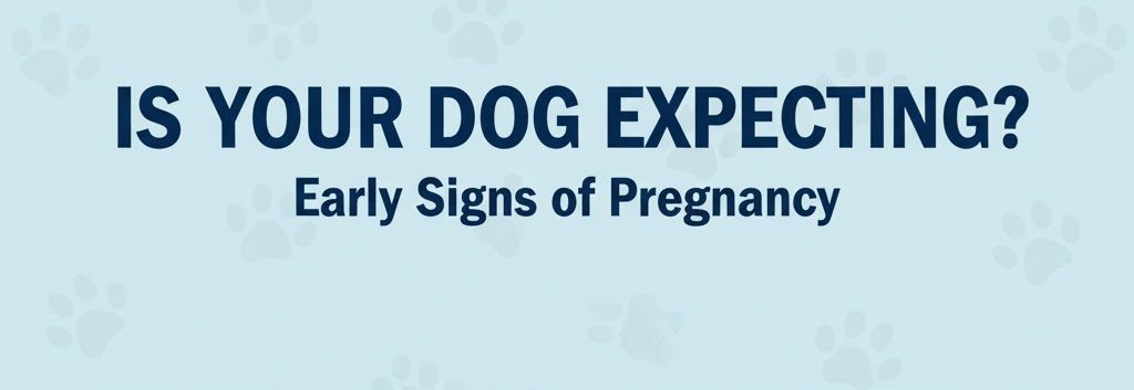 how can i tell if my dog is pregnant