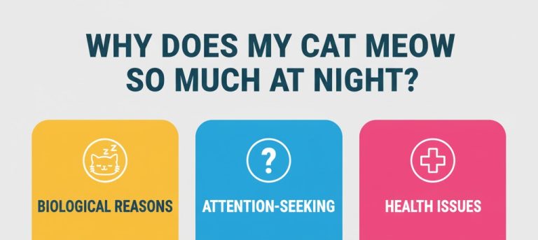 why does my cat meow so much at night
