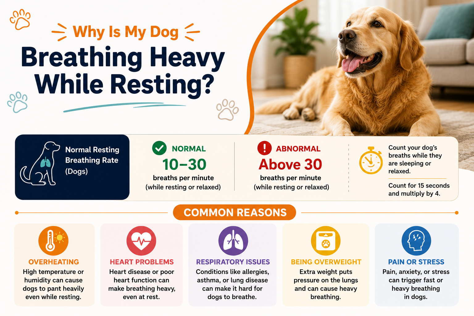 Why Is My Dog Breathing Heavy While Resting?