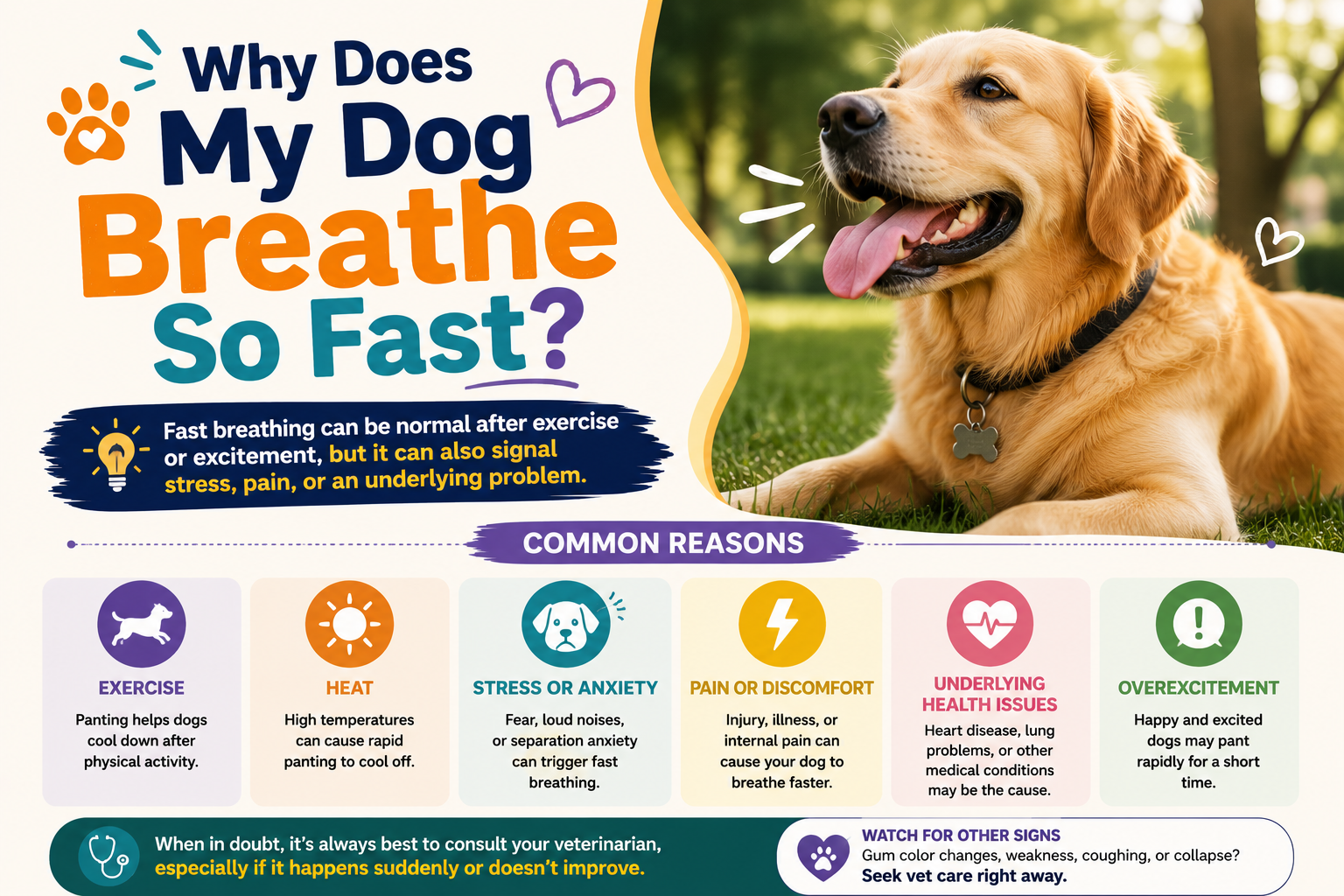 why does my dog breathe so fast